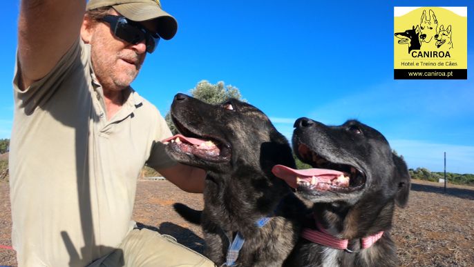 Casal de cães Fila de São Miguel felizes durante a estadia no Hotel para Cães Caniroa