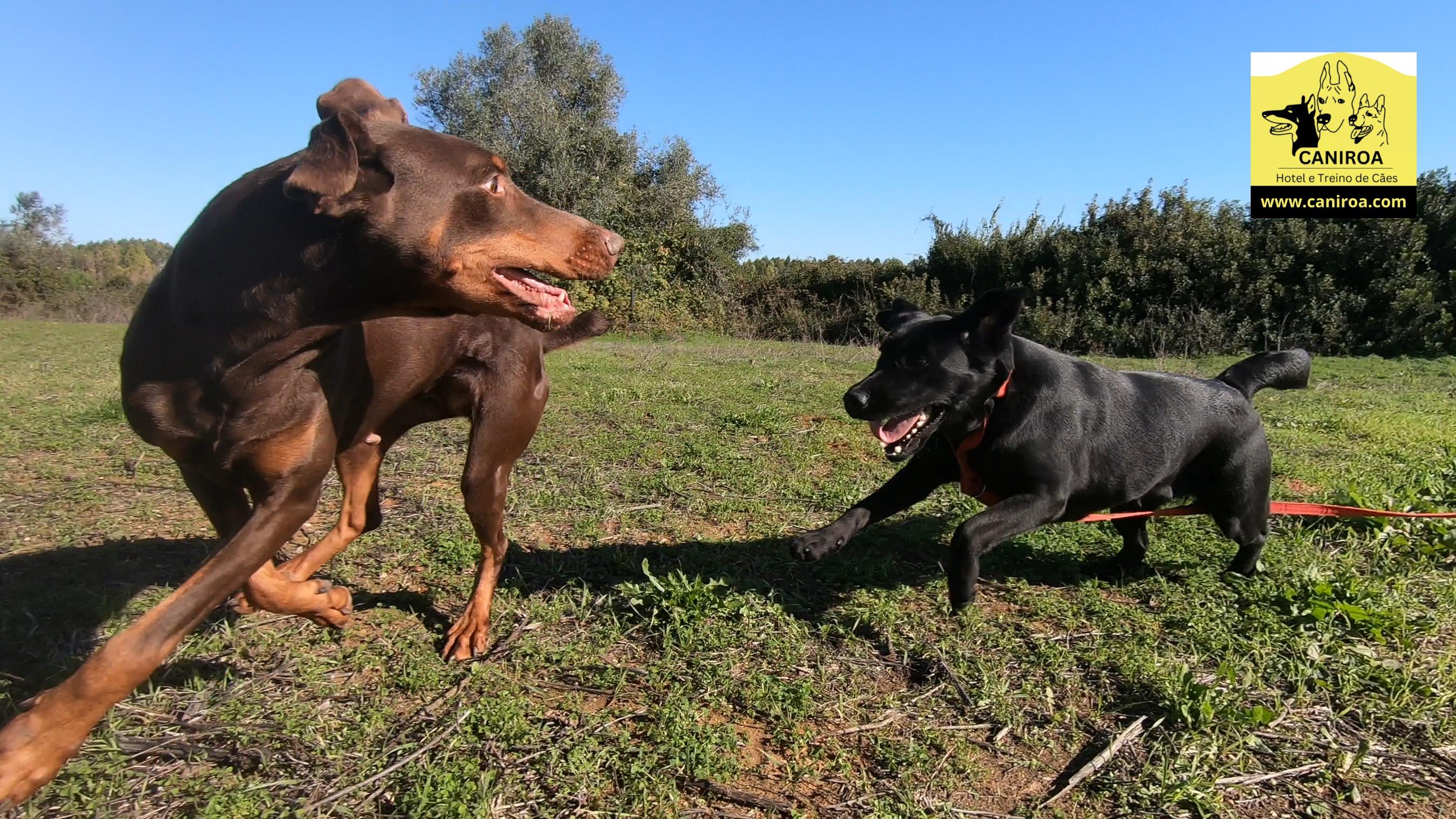 Vídeo da Socialização da Cadela Labrador Retriever no Treino de Cães Caniroa
