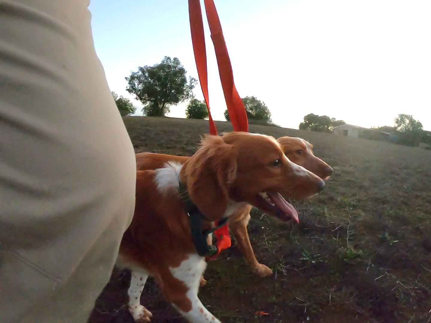 Treino de Cães Espanhol Bretão no Cartaxo | Vídeo de Adestramento – Caniroa