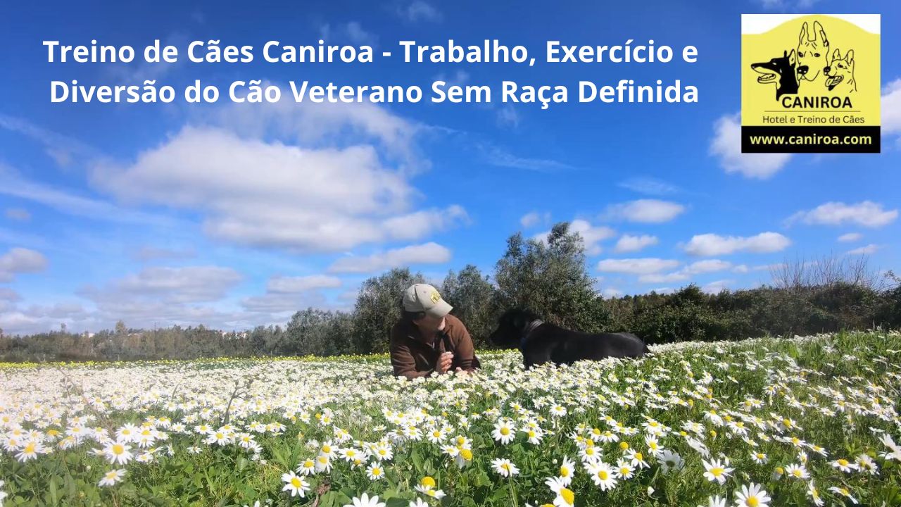 Treino de Cães Caniroa -Trabalho, Exercício, Diversão do Cão Veterano Sem Raça Definida