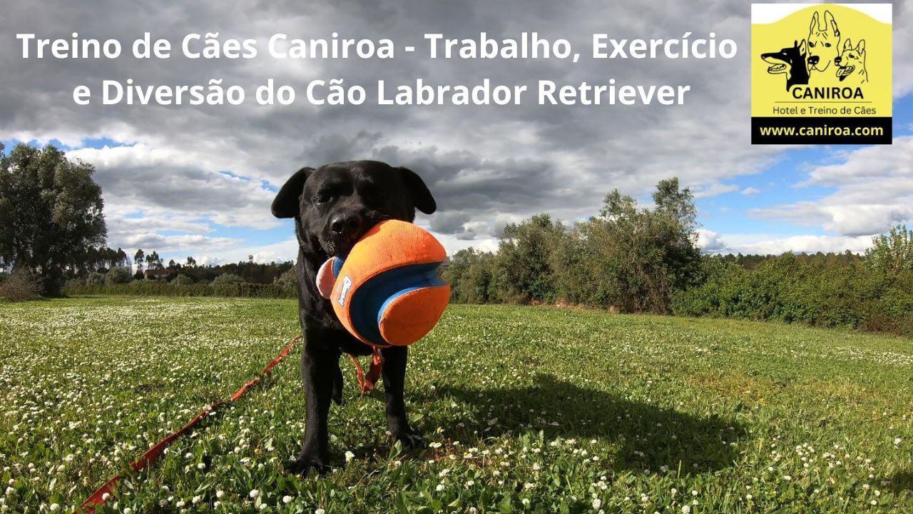 Treino de Cães Caniroa - Trabalho, Exercício e Diversão do Cão Labrador Retriever