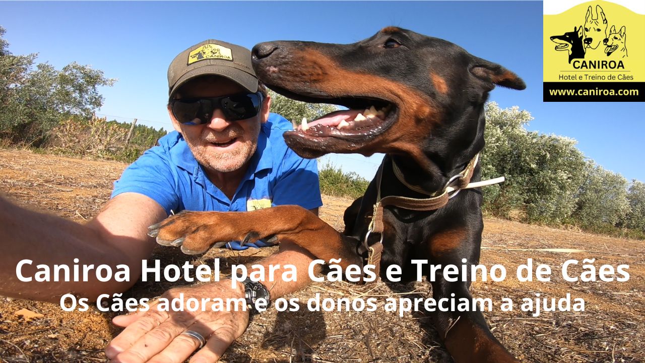 Caniroa Hotel para Cães e Treino de Cães (10)