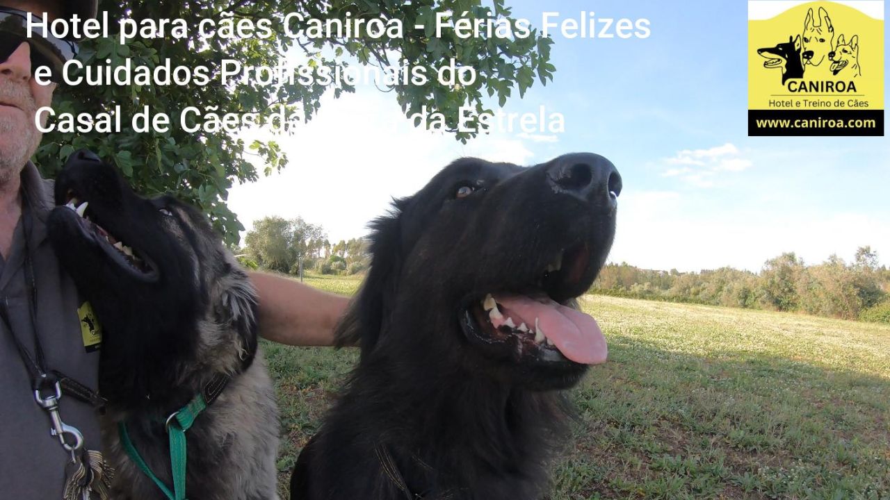 Hotel para Cães Caniroa – Férias Felizes e Cuidados Profissionais dos  Cães da Serra da Estrela