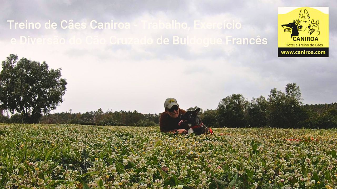 Treino de Cães Caniroa – Trabalho, Exercício e Diversão do Cão Cruzado de Buldogue Francês