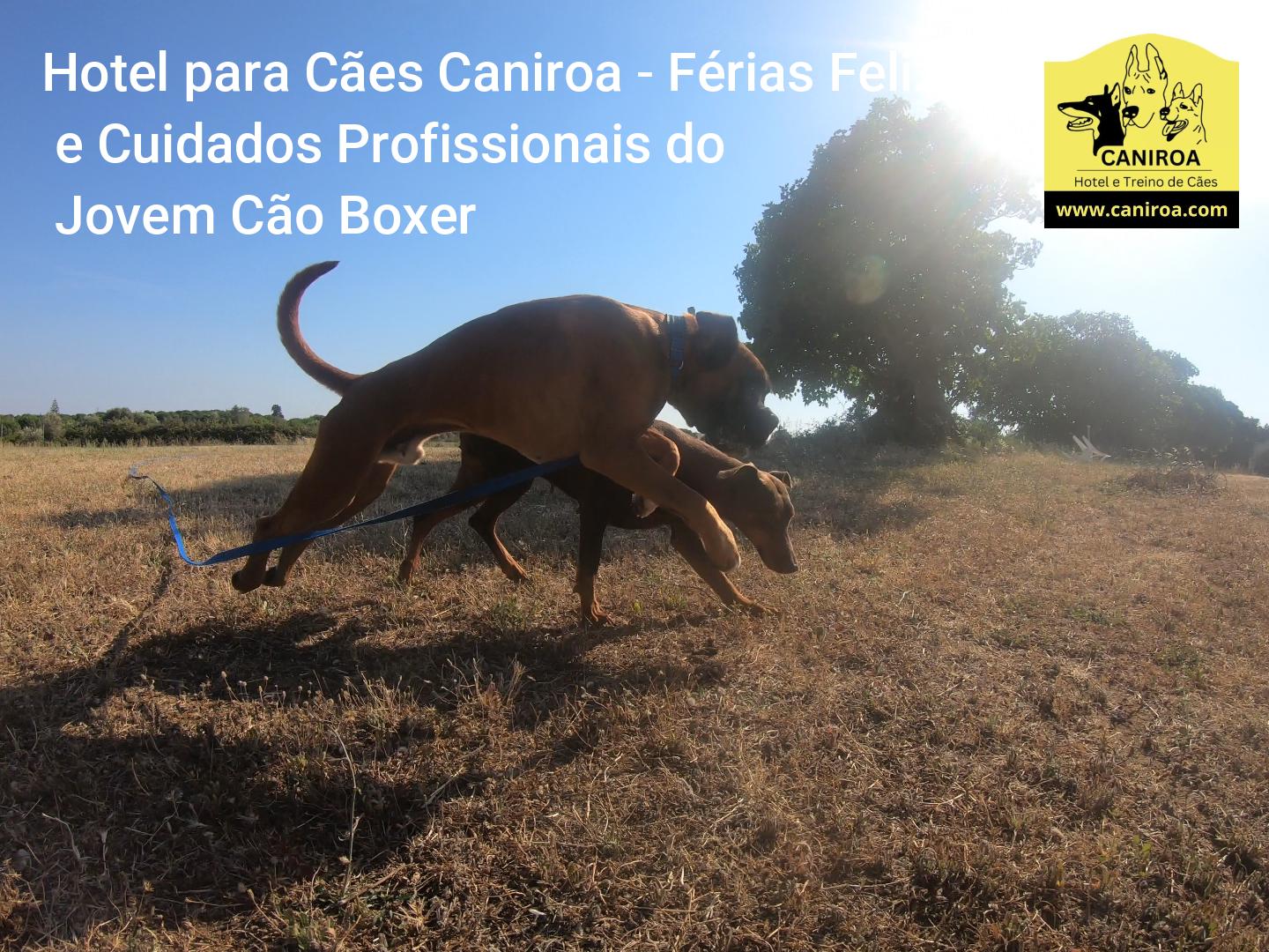 Hotel para Cães Caniroa - Férias Felizes e Cuidados Profissionais do Jovem Cão Boxer
